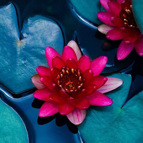 Lotus in water